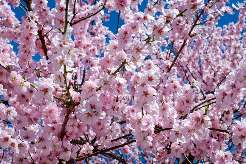 Cherry blossom tree sprouting flowers