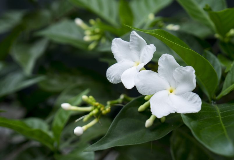 White jasmine flowers growing outside