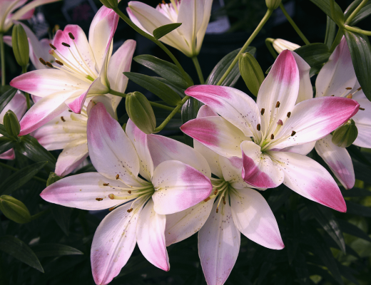 White and pink lilies growing outside