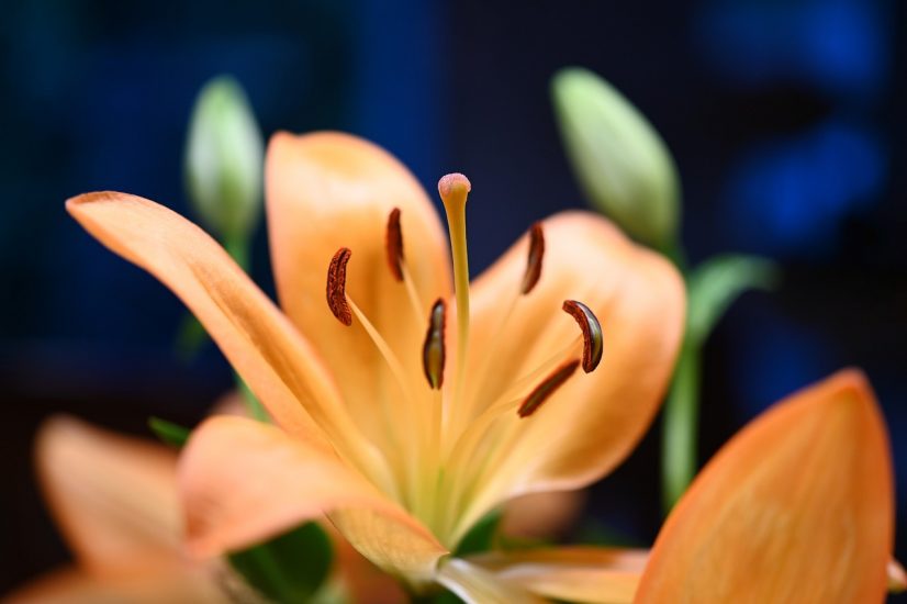 Close-up of lily flower bloom