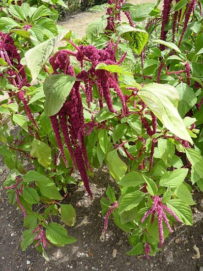 Love-lies-bleeding flowers growing outside