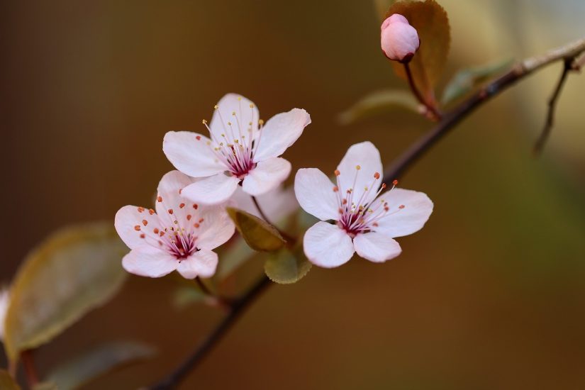 Pinkish plum blossom flowers growing outside