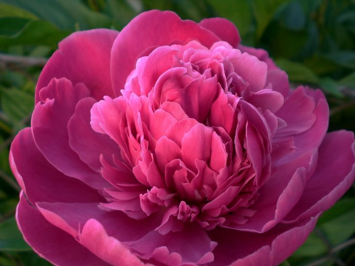 Pink peony blooming outside