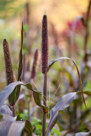 Purple millet grass growing outside