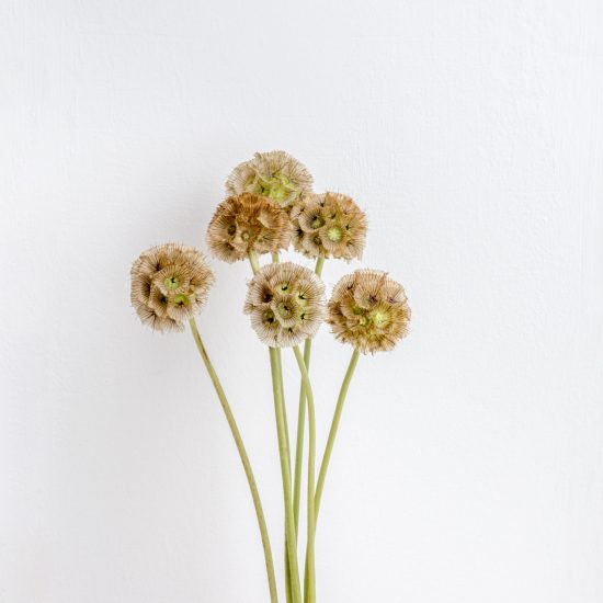 Scabiosa pod flowers against a white background