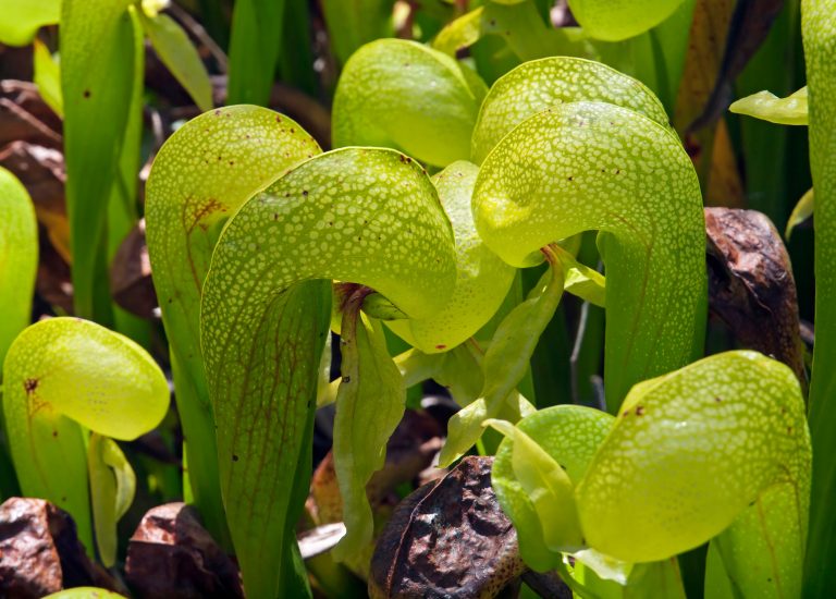 Cobra lilies growing outside
