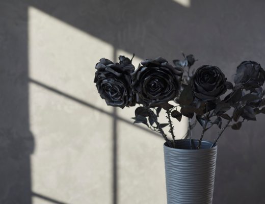 Vase with black roses in a darkly-lit room