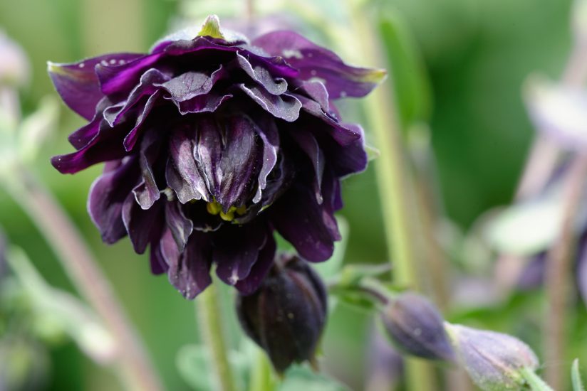 Black columbine flower growing outside