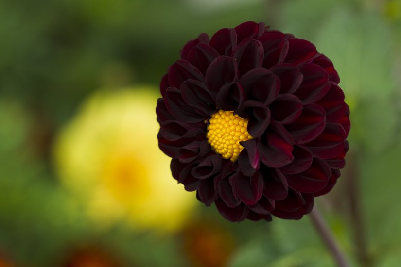 Close-up of black dahlia flower growing outside
