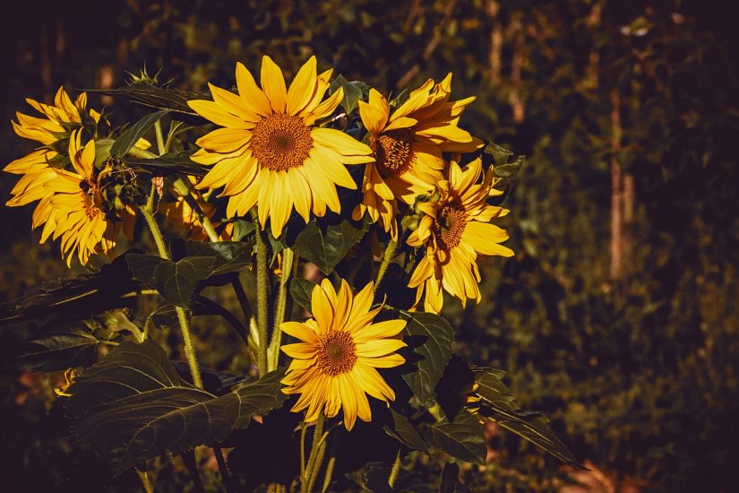 Sunflowers growing outside