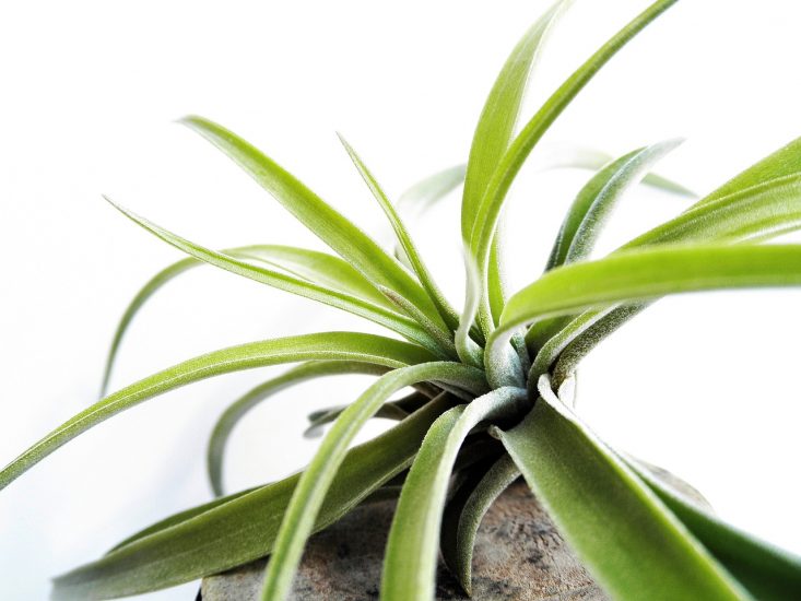 Close-up of tillandsia air plant