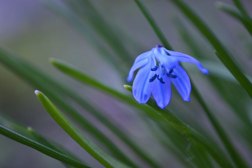 Close-up of blue scilla flower