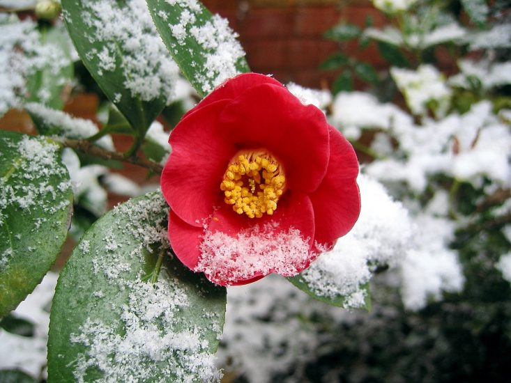 Camellia flower frosted in winter