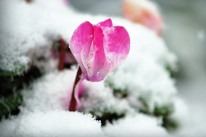 Pink cyclamen flower growing in the snow