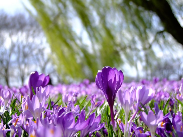 Field of purple crocus flowers