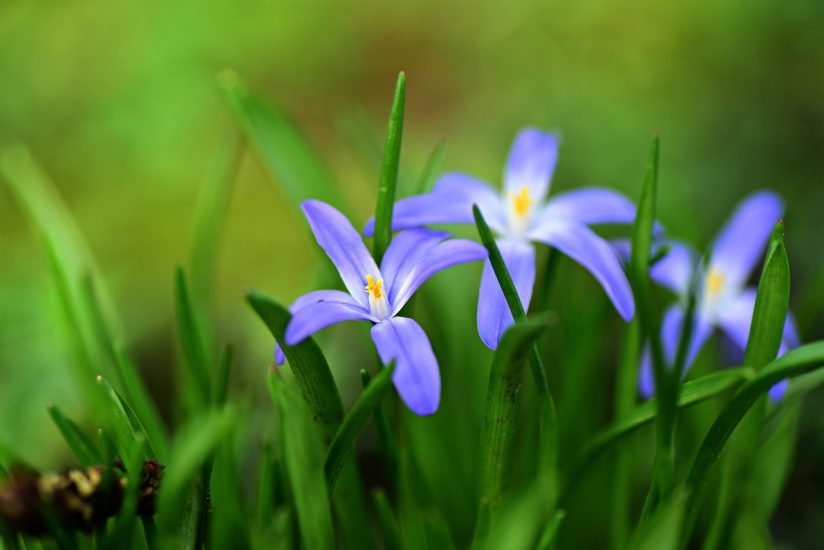Violet glory of the snow flowers growing outside