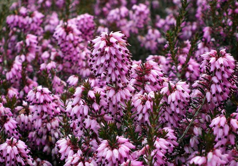 Bunches of pink and purple winter heaths growing outside