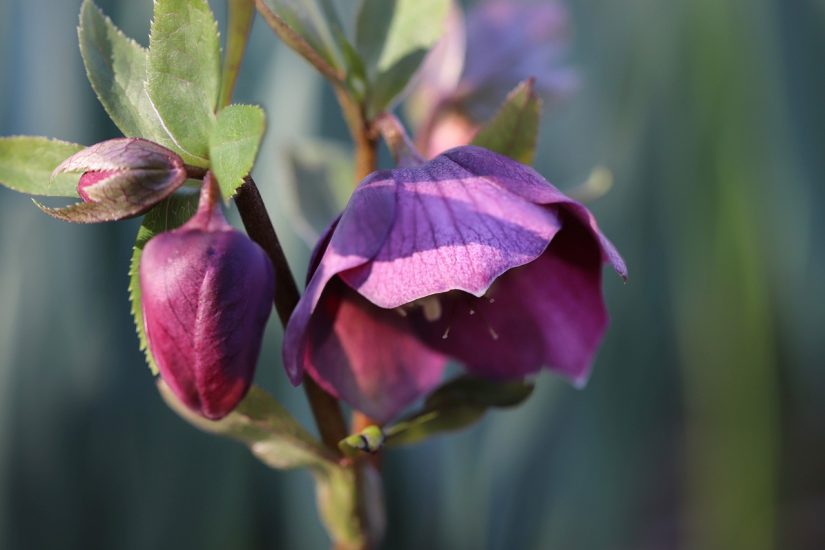 Close-up of flowering hellebore