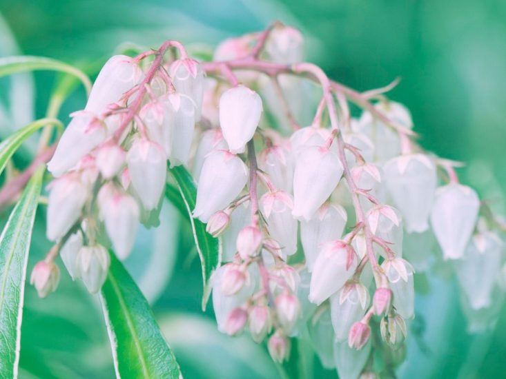 Japanese pieris growing outside
