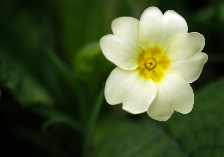 Close-up of white primrose flower outside