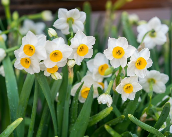 Narcissus flowers growing in a field