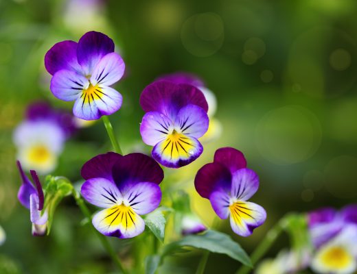Violet and yellow pansy flowers growing in a field
