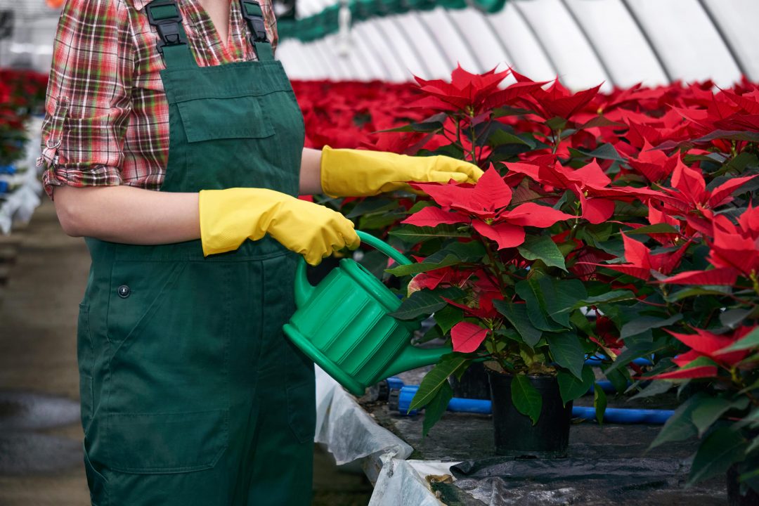 Person watering poinsettia plants in a greenhouse