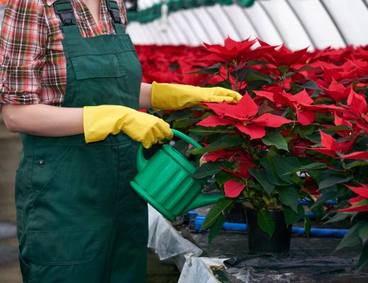 Person watering poinsettia plants in a greenhouse