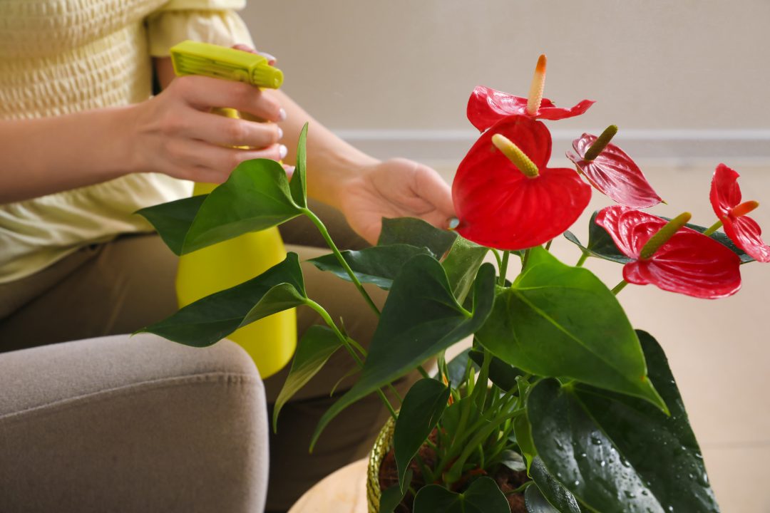 Person sitting in chair and spraying potted anthurium plant with water