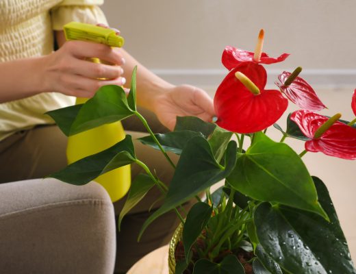 Person sitting in chair and spraying potted anthurium plant with water
