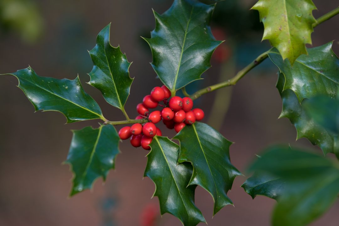 Close-up of holly leaves and berries