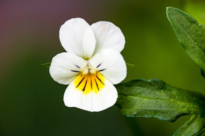 White pansy flower growing outside