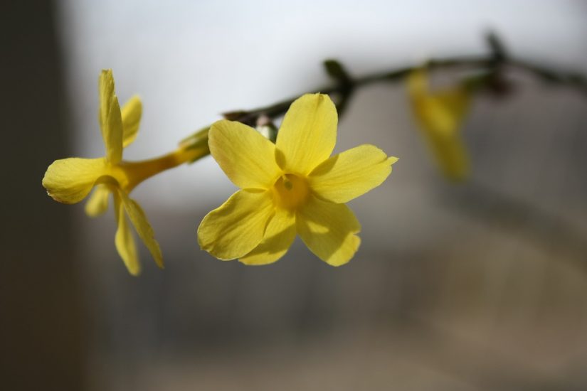 Winter jasmine flowers on a branch