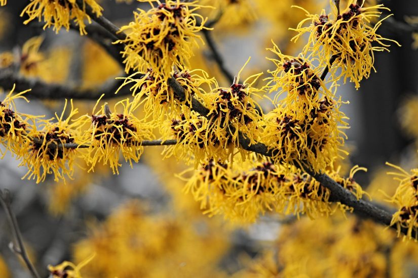 Branch growing yellow witch hazel flowers