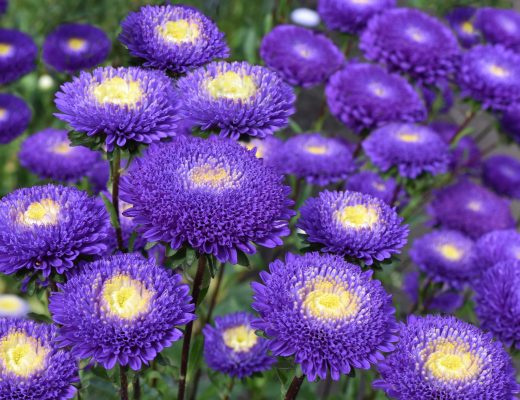 Purple Chinese Asters growing outside