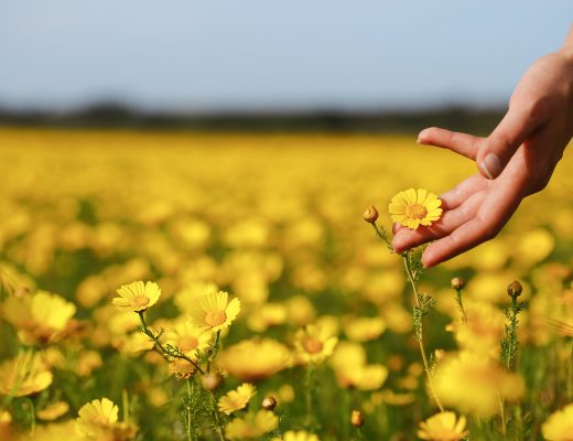 A field of yellow flowers with a person's hand reaching out to a flower
