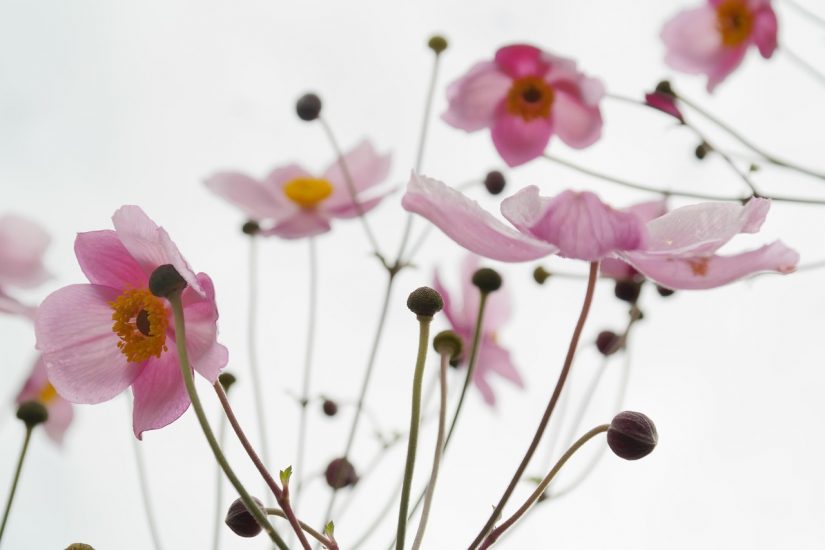 White-pink anemone flowers blooming outside