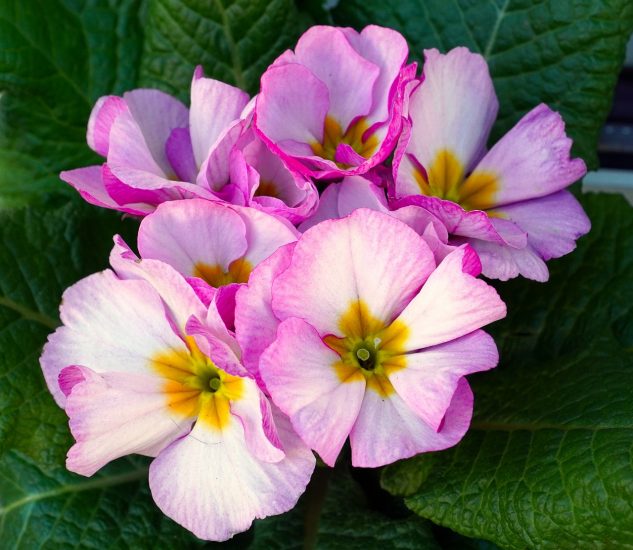 Pink-white primrose flowers growing outside