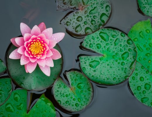 Overhead view of lily pads and a pink water lily growing atop one.