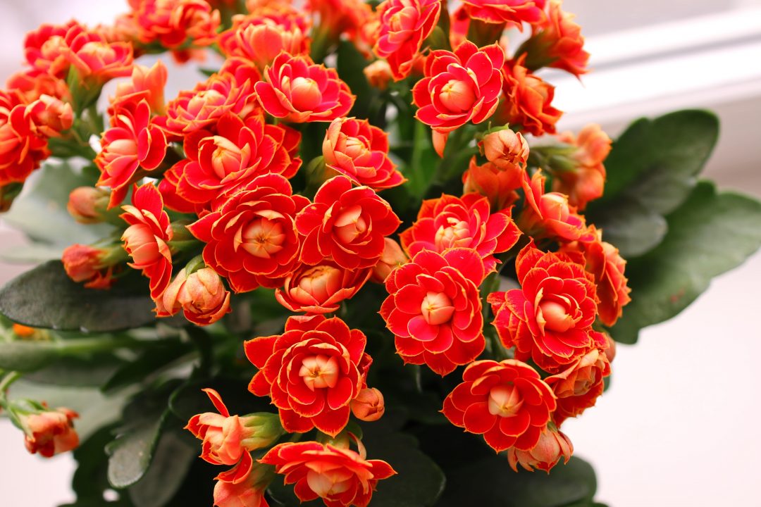 Close-up of a kalanchoe plant with red blooming flowers