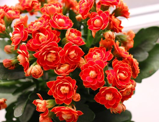 Close-up of a kalanchoe plant with red blooming flowers