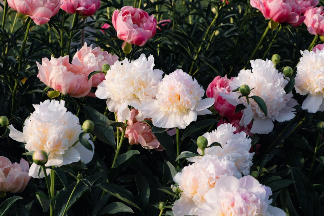 White and pink peonies growing outside