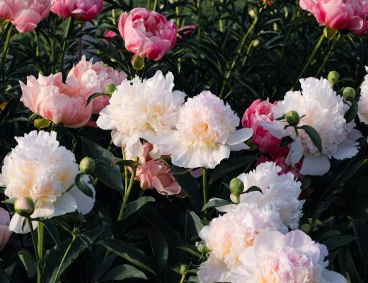 White and pink peonies growing outside