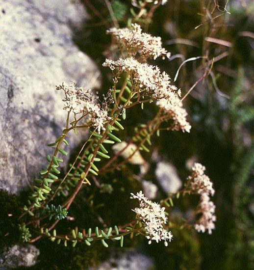 White stonecrop plants growing outside