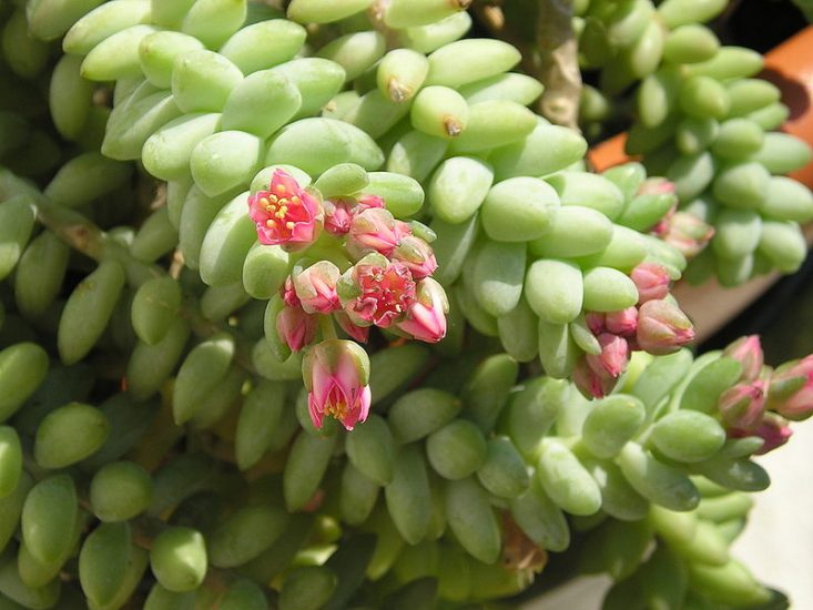 Burro's Tail plant in close-up with a few pink flowers