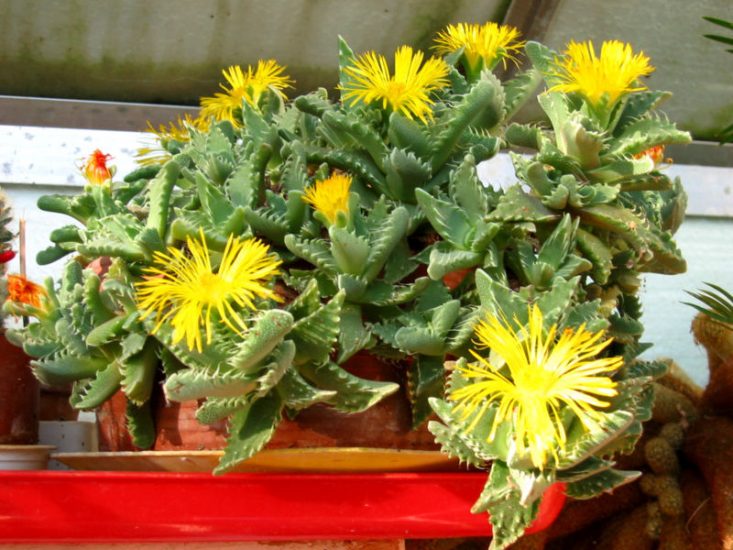 Tiger's Jaw plant in pot with yellow flowers blooming