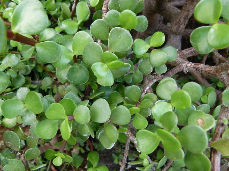 Close-up of elephant bush plants