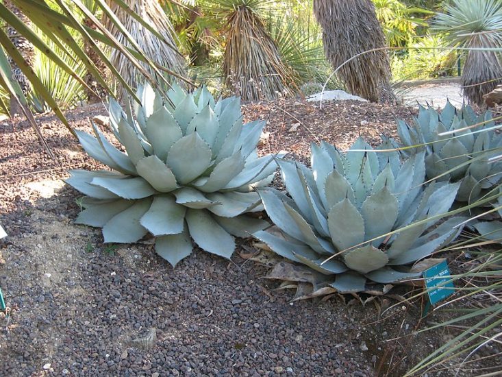 Two artichoke agave plants growing outside