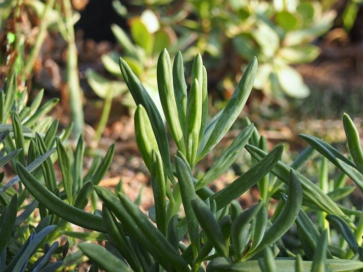 Blue chalkstick plants growing outside