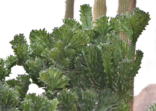Dragon bones plant growing outside